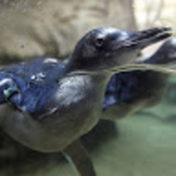 Meet your Posher, France - Picture 1 of 1